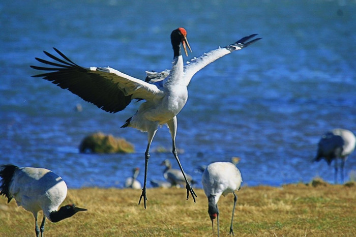 Photo Gallery of Dashanbao Black-necked Crane Nature Reserve, Zhaotong