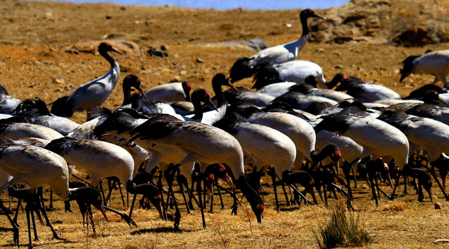 Photo Gallery of Dashanbao Black-necked Crane Nature Reserve, Zhaotong