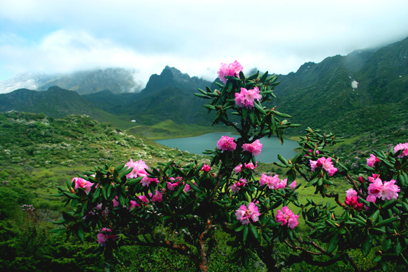 Heihai-Lake-and-the-rhododendrons-forest-of-Haba-Snow-Mountain-in-Shangrila-Diqing-02