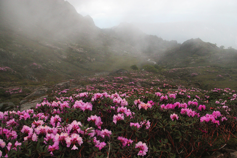 Heihai-Lake-and-the-rhododendrons-forest-of-Haba-Snow-Mountain-in-Shangrila-Diqing-05