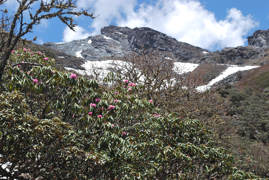Heihai-Lake-and-the-rhododendrons-forest-of-Haba-Snow-Mountain-in-Shangrila-Diqing-20