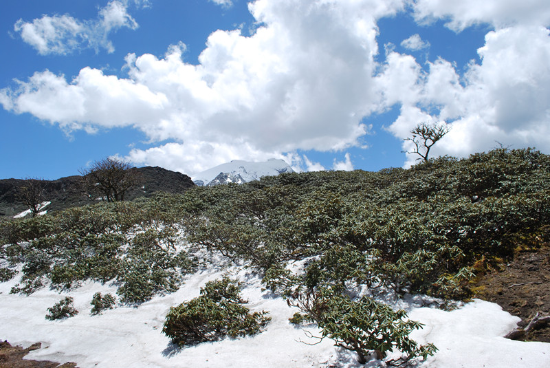Heihai-Lake-and-the-rhododendrons-forest-of-Haba-Snow-Mountain-in-Shangrila-Diqing-25
