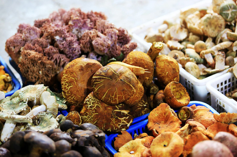The Wild Mushroom Gourmet Festival in Nanhua County, Chuxiong