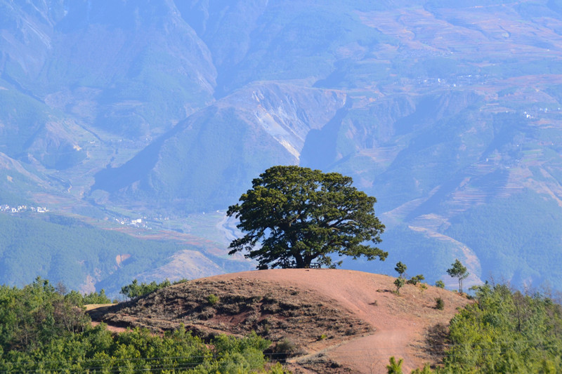 The Ancient Dragon Tree of Dongchuan Red Land, Kunming