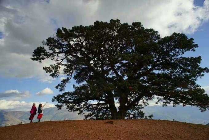 The Ancient Dragon Tree of Dongchuan Red Land, Kunming