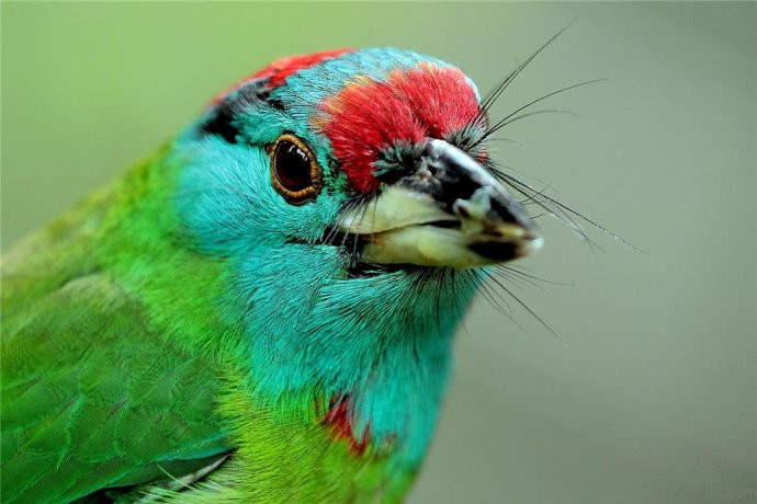 Blue-throated Barbet-China Yunnan Birding Tour