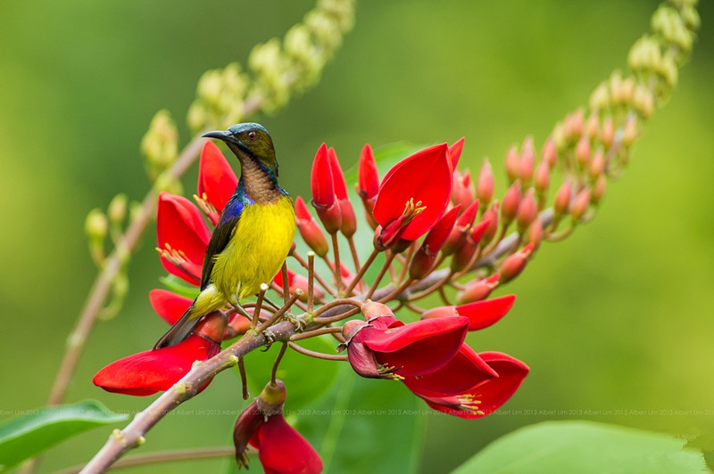 The Brown-throated Sunbird