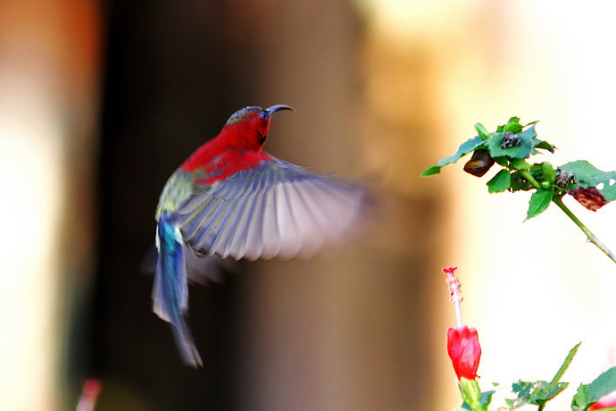 The Crimson Sunbird-China Yunnan Birding Tour