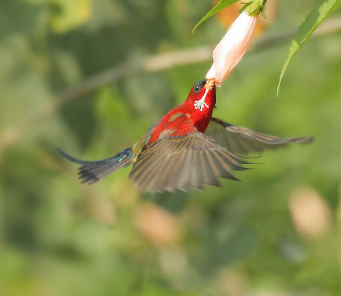 The Crimson Sunbird-China Yunnan Birding Tour