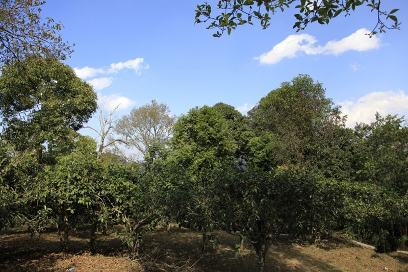 Laobanzhang Village and Laobanzhang Puer Tea Plantation in Menghai County, XishuangBanna