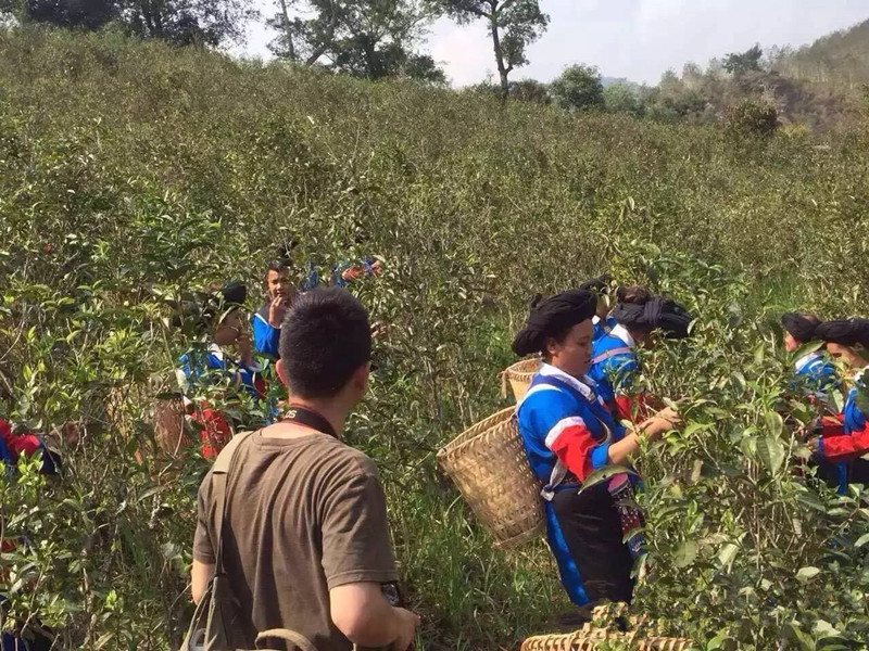 Mansong Tea Plantation in Mengla County, XishuangBanna