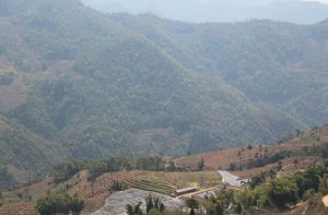 The Ancient Tea Plantations in Ailao Mountain, Yunnan