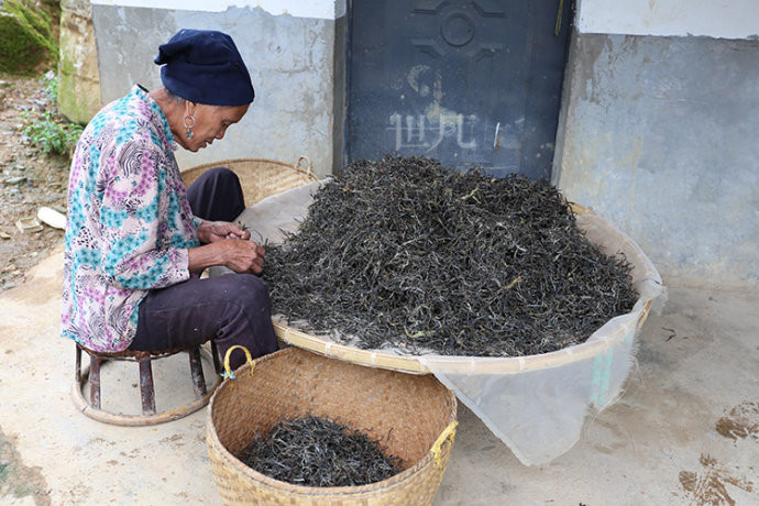 Wangong Tea Plantation in Mengla County, XishuangBanna
