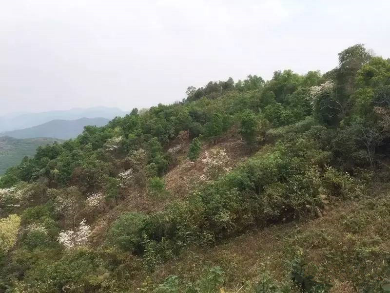 Wangong Tea Plantation in Mengla County, XishuangBanna