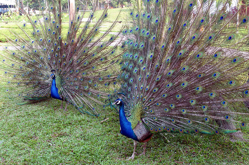 Peacock in Yunnan-China Yunnan Birding Tour