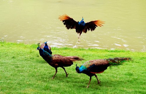 Peacock in Yunnan-China Yunnan Birding Tour