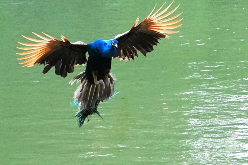 Peacock in Yunnan-China Yunnan Birding Tour