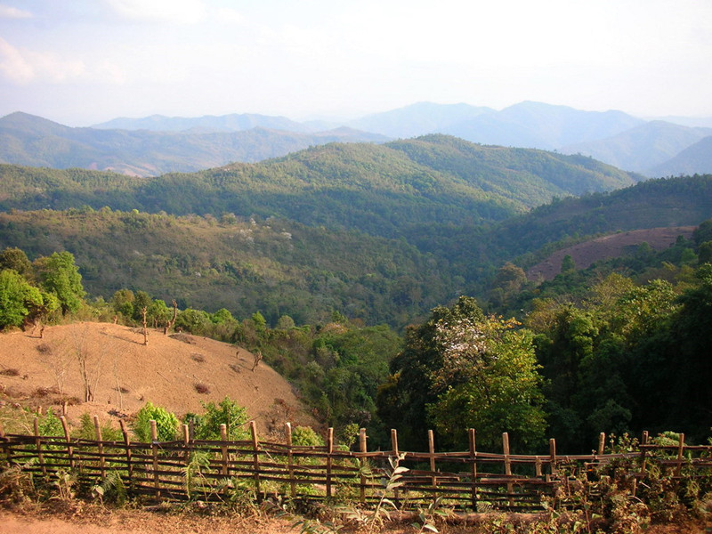 Yibang Tea Mountain in Mengla County, XishuangBanna