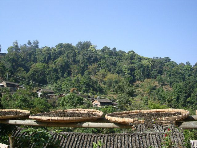 Yibang Tea Mountain in Mengla County, XishuangBanna