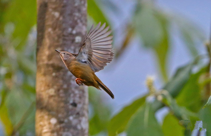 The Stripe-throated Yuhina-China Yunnan Birding Tour