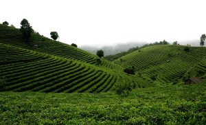 Jingmai Ancient Tea Mountain in Lancang County, Puer