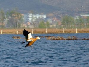 My Yunnan Bird Tour to Dashanbao Nature Reserve in Zhaotong, Nianhu Lake in Huize and Caohai Lake in Guizhou