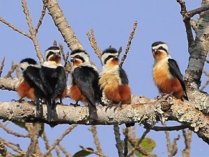 One Day Yunnan Birding Tour to Yingjiang Hornbill Valley