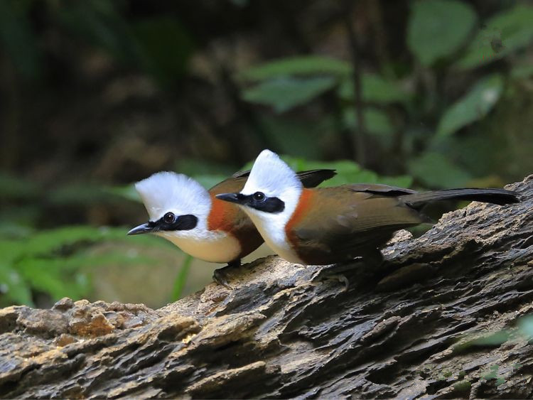 One Day Yunnan Birding Tour to Yingjiang Hornbill Valley