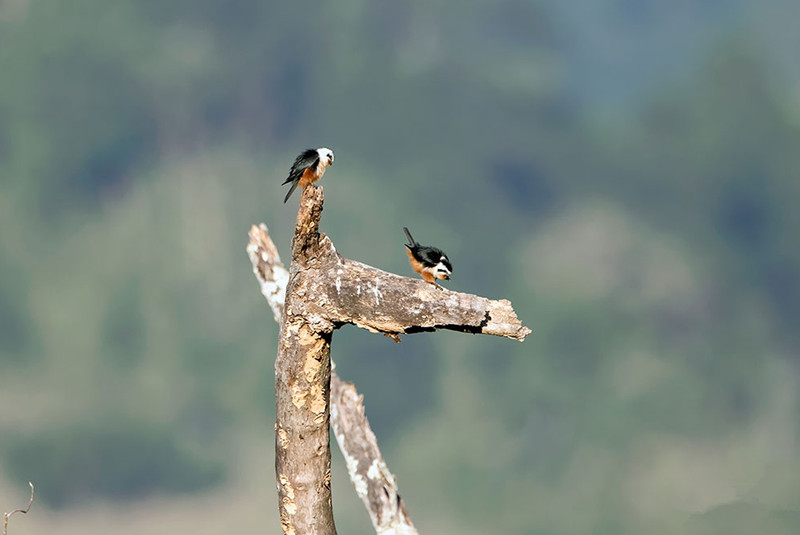West Yunnan Birding Tour to Yingjiang Hornbill Valley