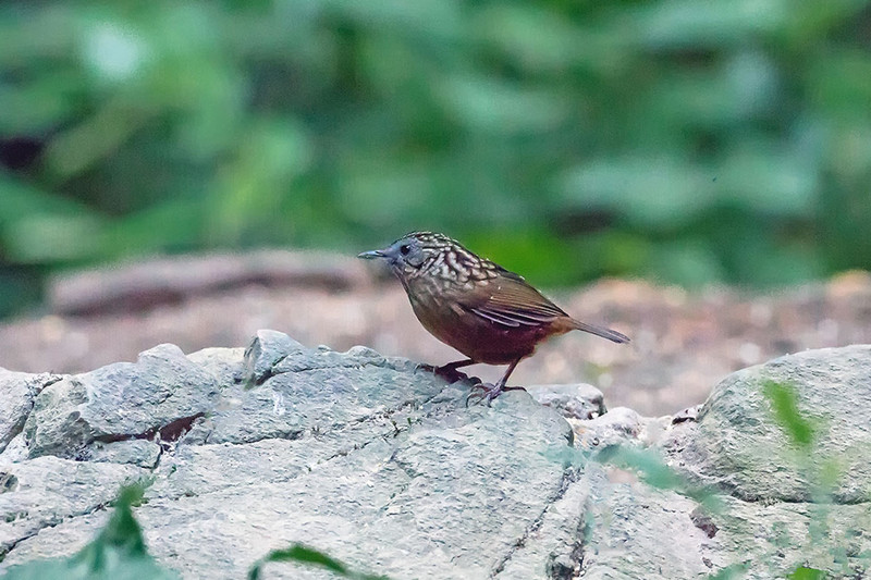 West Yunnan Birding Tour to Yingjiang Hornbill Valley