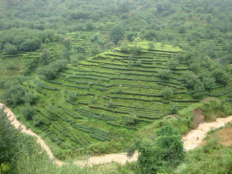 Anshi Village and Anshi Dianhong Black Tea Plantations in Fengqing County, Lincang