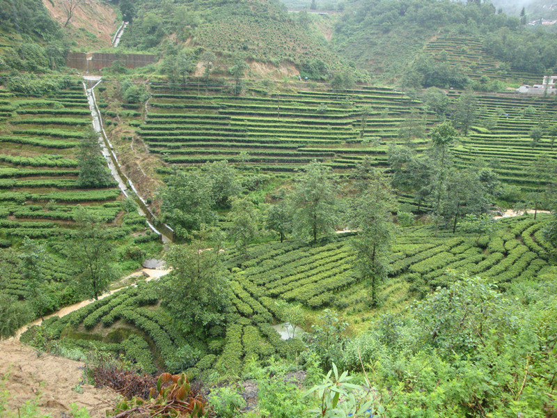 Anshi Village and Anshi Dianhong Black Tea Plantations in Fengqing County, Lincang-06