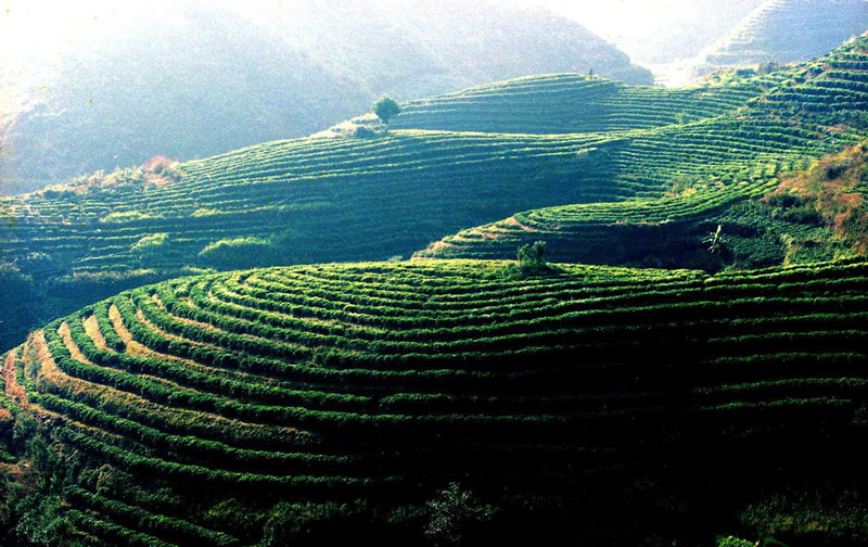 Bangdong Tea Plantations in Linxiang District, Lincang