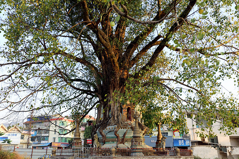 Buddha Wrapped Banyan Tree in Mangshi City, Dehong