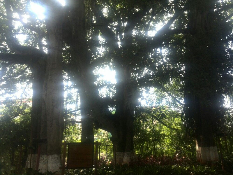 Daoshenggen Banyan Tree Park in Simao District, Puer