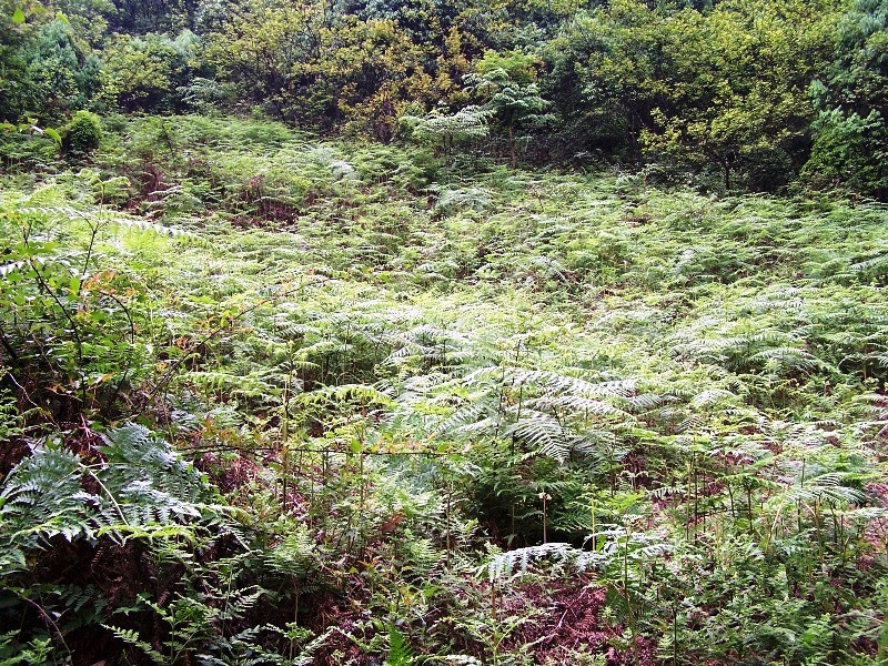 Daxueshan Primitive Forest in Weixin County, Zhaotong