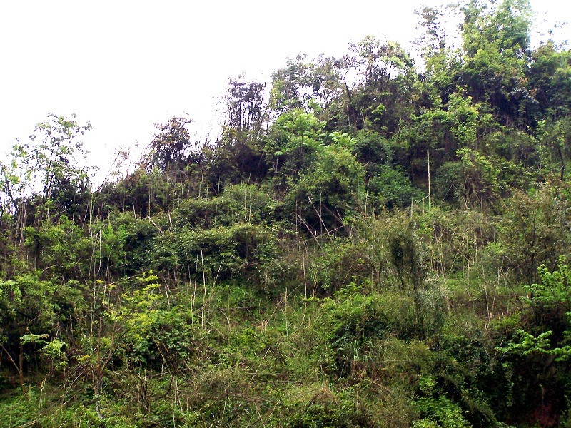 Daxueshan Primitive Forest in Weixin County, Zhaotong