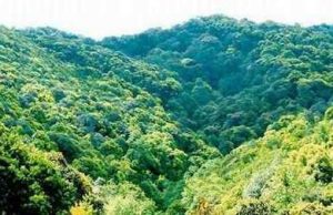 Dazhong Mountain Nature Reserve in Nanhua County, Chuxiong
