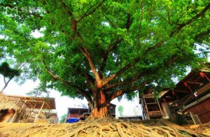 Giant Banyan Tree of Bamei Village in Guangnan County, Wenshan