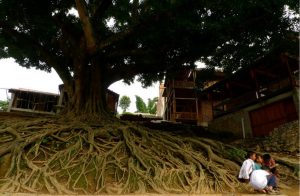 Giant Banyan Tree of Bamei Village in Guangnan County, Wenshan