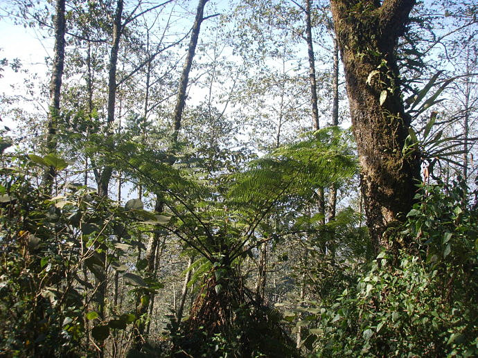 Gulinqing Primary Forest in Maguan County, Wenshan