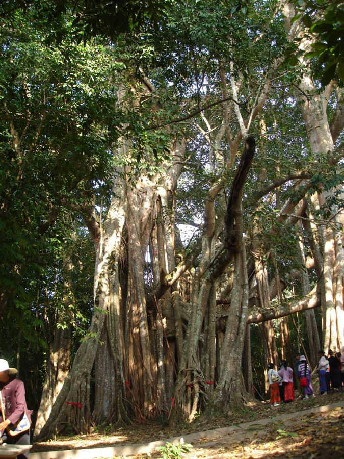 Jiedonglai King of Banyan Tree in Ruili City, Dehong