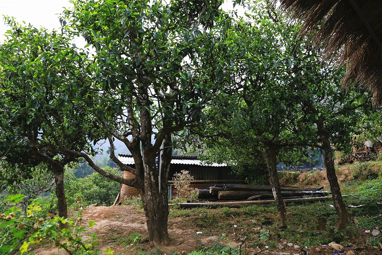 Nanpo Laozhai Village of Bingdao (Xibanshan) in Mengku Town, Lincang