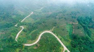 Niuluohe Tea Plantation in Jiangcheng County, Puer