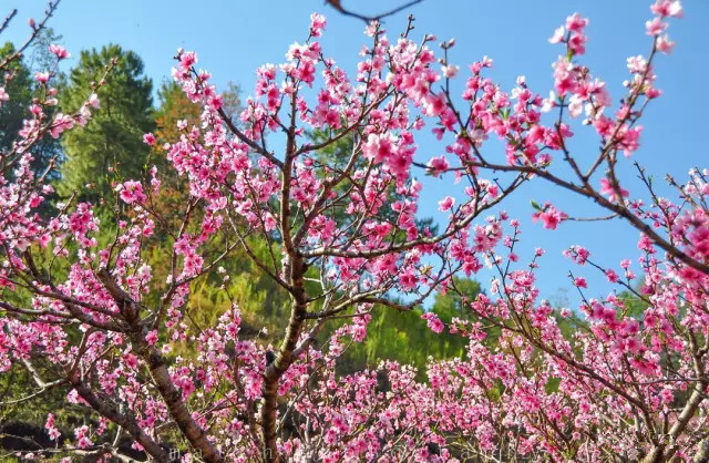 Shazipo Peach Blossom Mountain in Mangshi City, Dehong