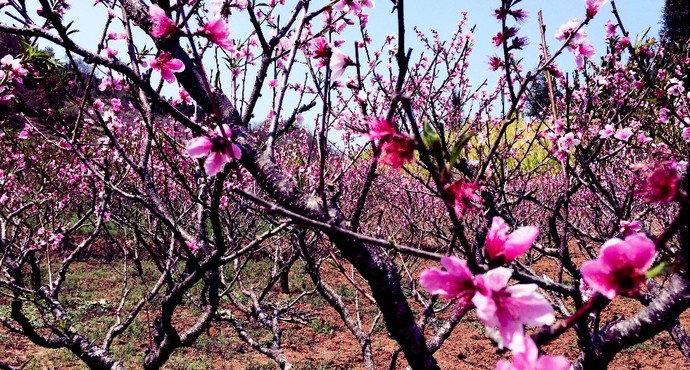 Shazipo Peach Blossom Mountain in Mangshi City, Dehong