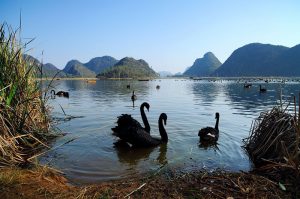 Swan lake in Puzhehei, Wenshan