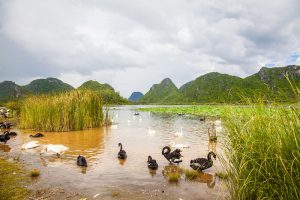 Swan lake in Puzhehei, Wenshan