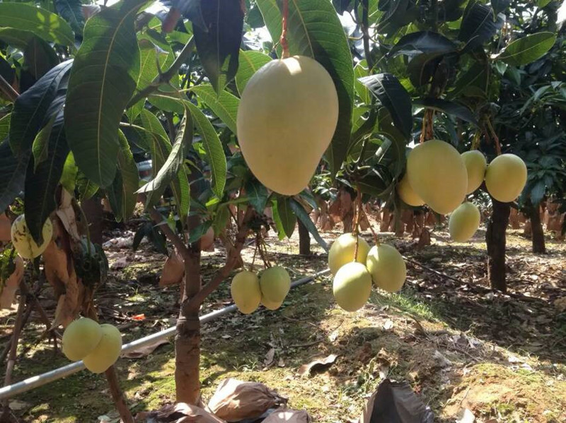 Ten thousand Mu Mango Garden in Yongde County, Lincang