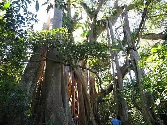 The King Banyan Tree in Ximeng County, Puer